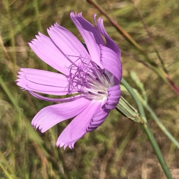 Native Prairie Restoration Workshop for BIG and small Spaces - logo